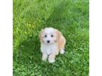 Cavapoo Puppy for sale in Waukegan, IL, USA
