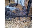 Cane Corso Puppy for sale in Basehor, KS, USA