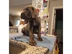 Cane Corso Puppy for sale in Basehor, KS, USA