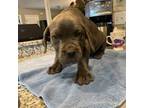 Cane Corso Puppy for sale in Basehor, KS, USA