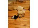 Clue - Golden Retriever