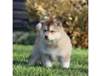Alaskan Malamute Puppy for sale in Dixon, MO, USA