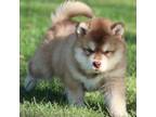 Alaskan Malamute Puppy for sale in Dixon, MO, USA