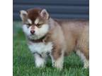 Alaskan Malamute Puppy for sale in Dixon, MO, USA