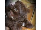 Shih Tzu Puppy for sale in Gardena, CA, USA