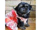 Shih Tzu Puppy for sale in Gardena, CA, USA