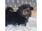 Shih Tzu Puppy for sale in Gardena, CA, USA