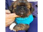 Shih Tzu Puppy for sale in Gardena, CA, USA