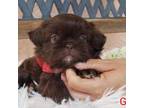 Shih Tzu Puppy for sale in Gardena, CA, USA