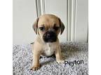 Puggle Puppy for sale in Parkesburg, PA, USA