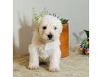 Schnauzer (Miniature) Puppy for sale in Powder Springs, GA, USA
