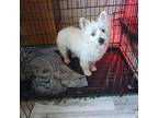 West Highland White Terrier Puppy for sale in Delano, CA, USA