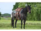 Beautiful Blue Roan Gelding