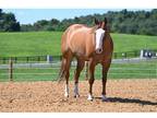 Beautiful Red Dun Gelding