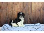 Havanese Puppy for sale in Fort Wayne, IN, USA