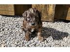 Mutt Puppy for sale in Kalamazoo, MI, USA