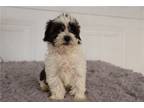 Shih-Poo Puppy for sale in Battle Creek, MI, USA