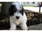 Mutt Puppy for sale in Battle Creek, MI, USA