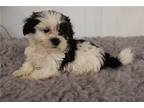 Shih-Poo Puppy for sale in Battle Creek, MI, USA