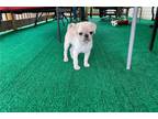 Pug Puppy for sale in Jonesboro, AR, USA