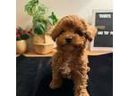 Poodle (Toy) Puppy for sale in Pomona, CA, USA