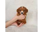 Cavapoo Puppy for sale in Sarasota, FL, USA