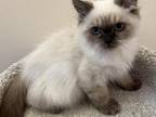 Ragdoll Mix