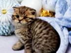 Black Golden Spotted Tabby