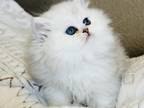 Silver Persian Male Kittens Dallas And N East Tx