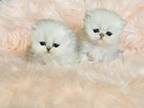 Stunning Female Silver Persian Kittens Dallas Area