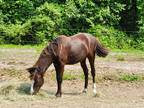 Pure Welsh Pony Yearly, great bloodlines. She has been handled daily and