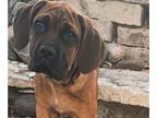 Cane Corso PUPPY FOR SALE ADN-777580 - Poalita Majestic Floopy Ear Red Fawn