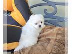 Maltese PUPPY FOR SALE ADN-777578 - Tiny Teacup Maltese Puppies