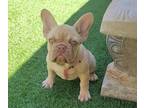 French Bulldog PUPPY FOR SALE ADN-777575 - Isabella Frenchie Girl