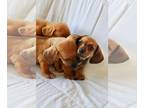 Dachshund PUPPY FOR SALE ADN-777574 - Dachshund