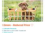 Labrador Retriever PUPPY FOR SALE ADN-777562 - AKC Labrador Puppy 5 Weeks Old