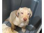 Labrador Retriever PUPPY FOR SALE ADN-777521 - Yellow Male B3