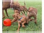 Vizsla PUPPY FOR SALE ADN-777519 - Vizsla Puppies