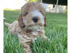 Cock-A-Poo PUPPY FOR SALE ADN-777509 - Simba male cockapoo