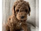 Cock-A-Poo PUPPY FOR SALE ADN-777505 - Bella female cockapoo