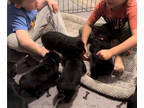 Rottweiler PUPPY FOR SALE ADN-777494 - Rottweiler