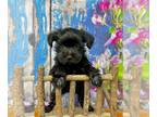 YorkiePoo PUPPY FOR SALE ADN-777438 - Little Midnight