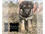 German Shepherd Dog PUPPY FOR SALE ADN-777369 - German Shepherd Puppies