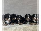Bernese Mountain Dog PUPPY FOR SALE ADN-777320 - Bernese Mountain Dog puppies