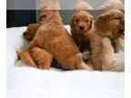 Golden Retriever PUPPY FOR SALE ADN-777306 - AKC golden retrievers