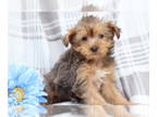 YorkiePoo PUPPY FOR SALE ADN-777299 - Java