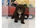 Lhasa Apso-Poodle (Toy) Mix PUPPY FOR SALE ADN-777291 - Lena