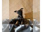 Chihuahua PUPPY FOR SALE ADN-777254 - Jake
