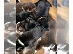 German Shepherd Dog PUPPY FOR SALE ADN-777239 - Marvel Litter
