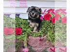 Morkie PUPPY FOR SALE ADN-777178 - Morkie Puppies